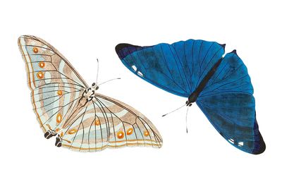 Adonis Bright-blue Butterfly illustration Naturalist's. poster