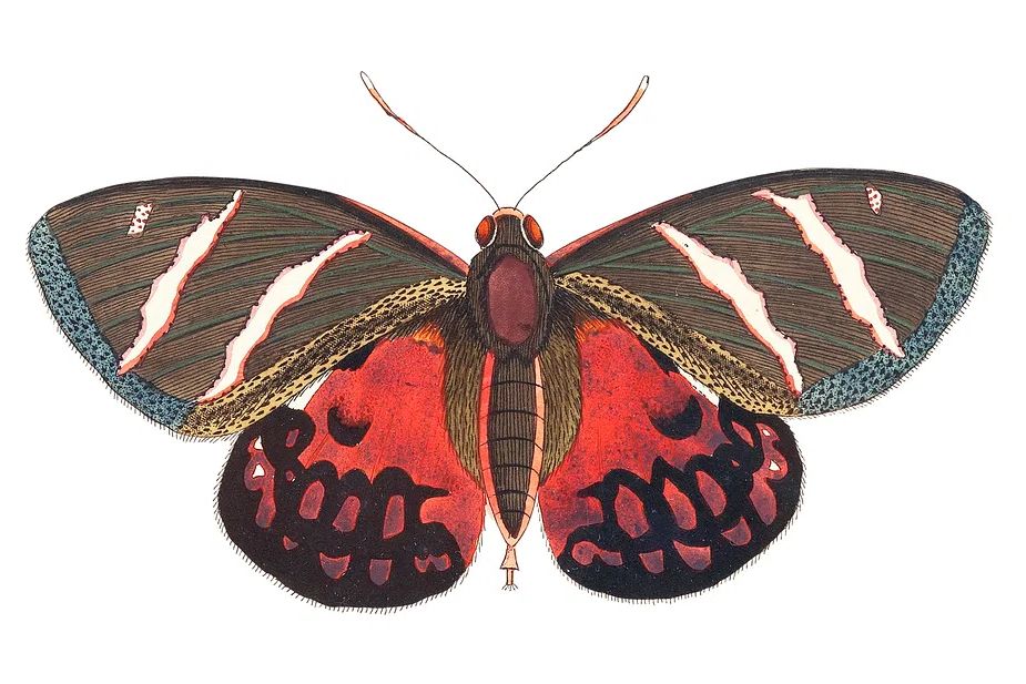 Icarus Papilio Icarus illustration Naturalist's. poster — botanical art