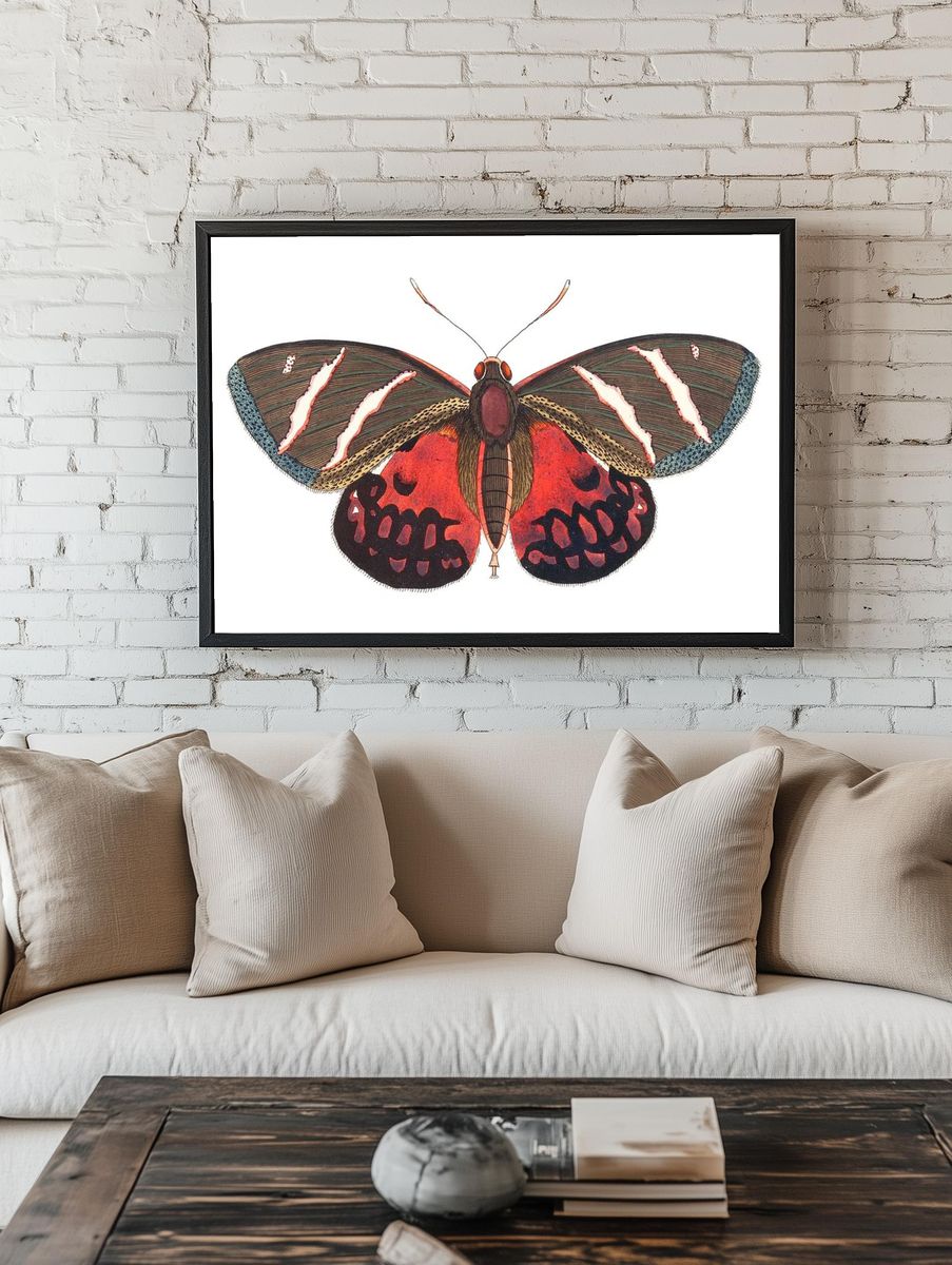 Icarus Papilio Icarus illustration Naturalist's. room preview