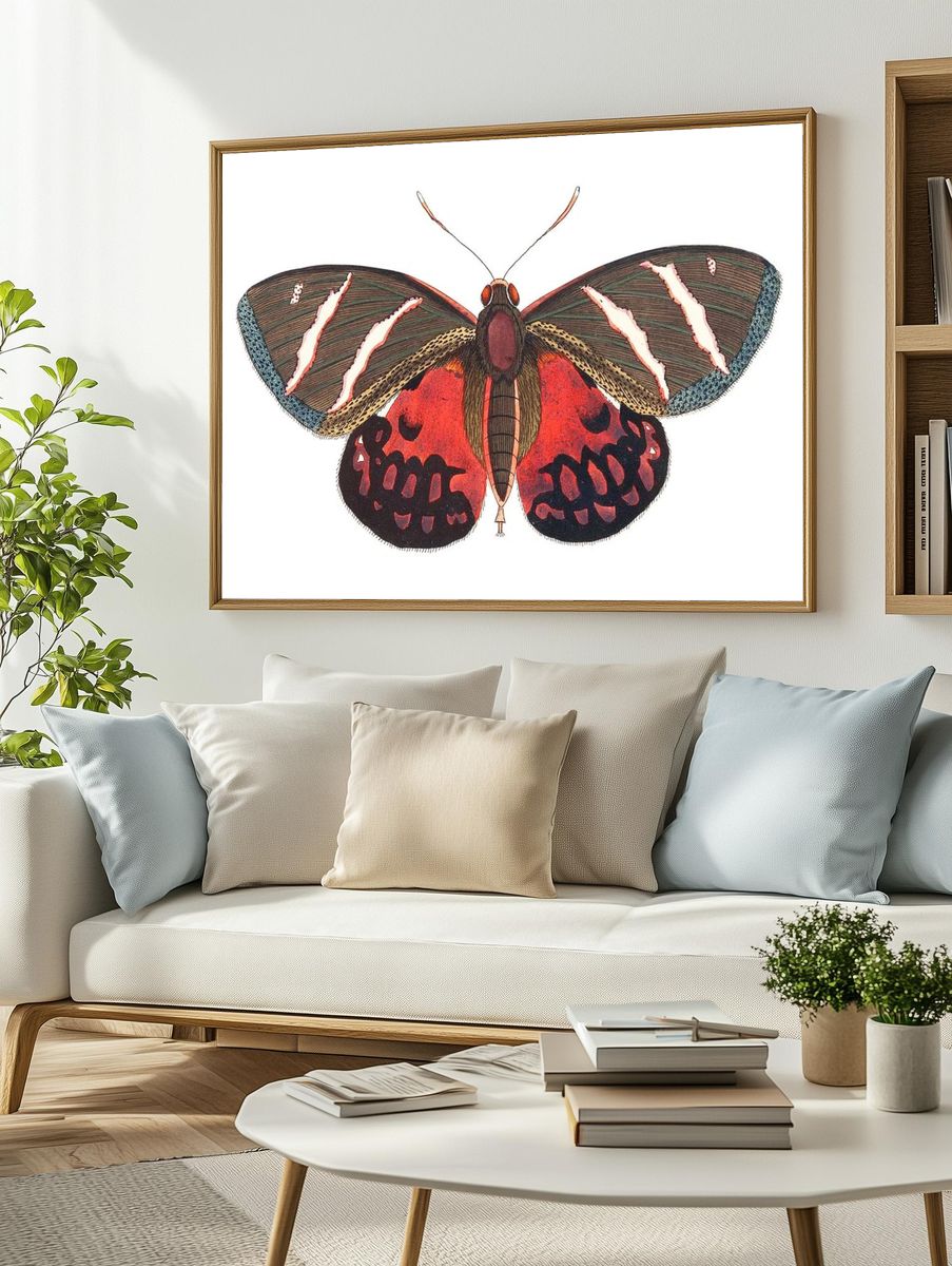 Icarus Papilio Icarus illustration Naturalist's. — room view 2