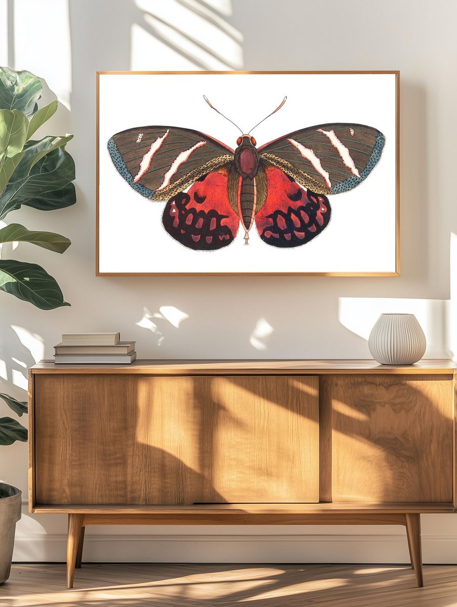 Icarus Papilio Icarus illustration Naturalist's. — room view 3
