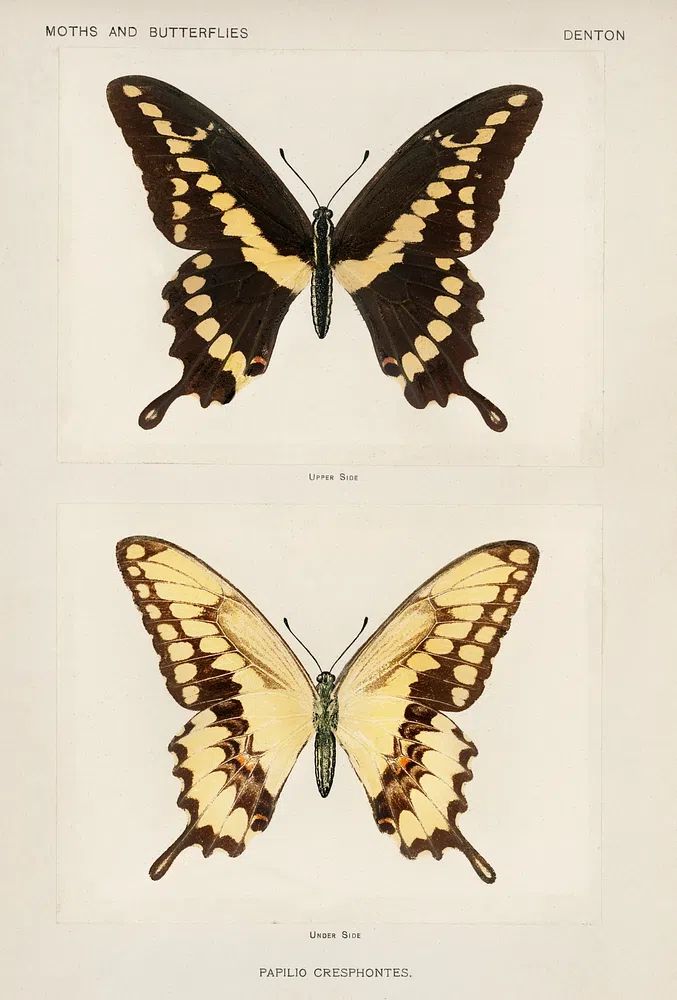 Giant Swallowtail (Papilio Cresphontes). Digitally. poster — botanical art