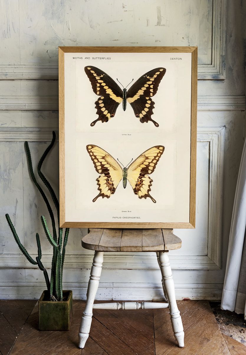 Giant Swallowtail (Papilio Cresphontes). Digitally. room preview