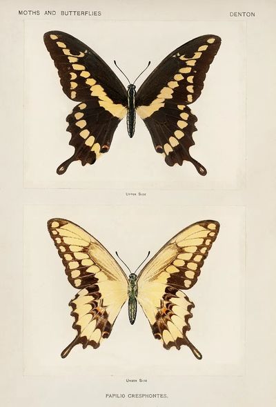 Giant Swallowtail (Papilio Cresphontes). Digitally. poster