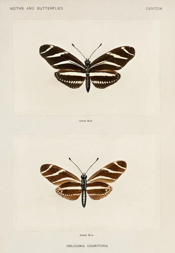 Zebra Longwing (Heliconia Charitonia). Digitally. poster — botanical art