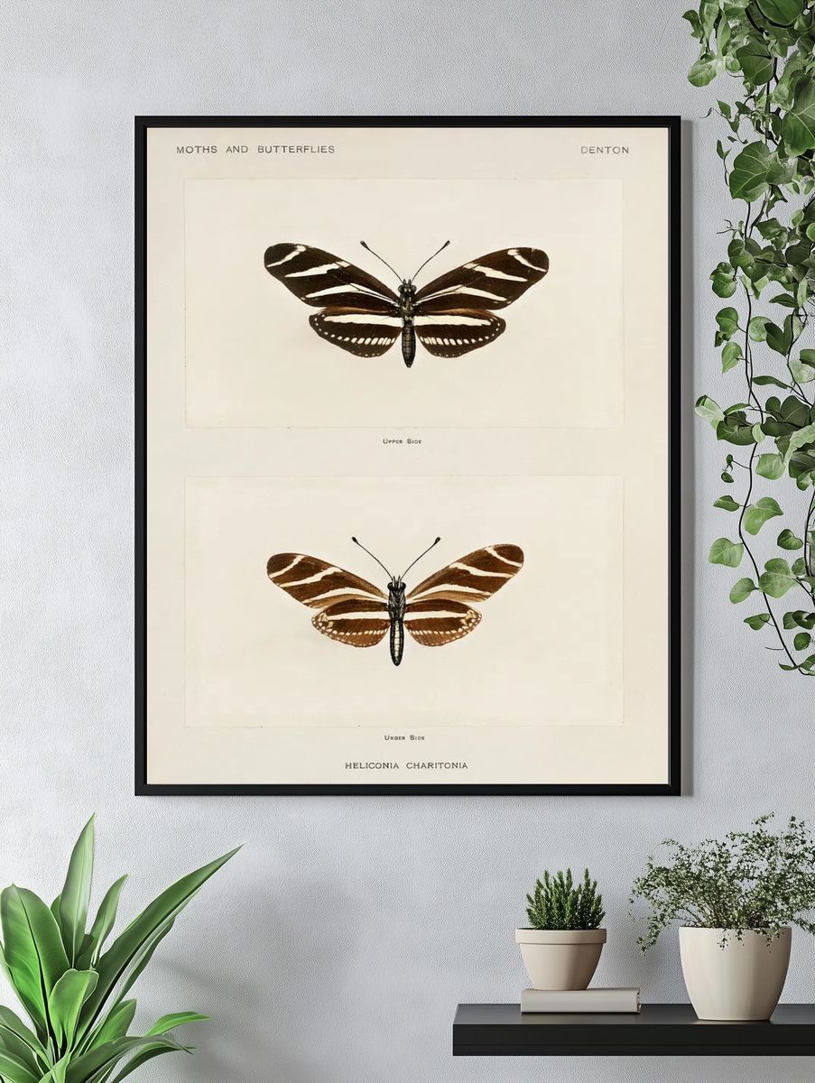 Zebra Longwing (Heliconia Charitonia). Digitally. — room view 4