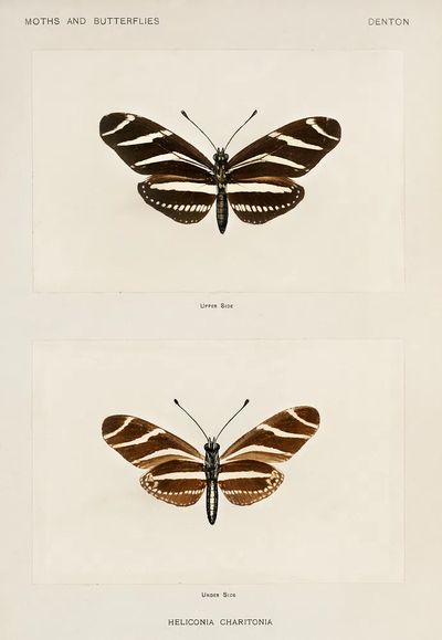 Zebra Longwing (Heliconia Charitonia). Digitally. poster