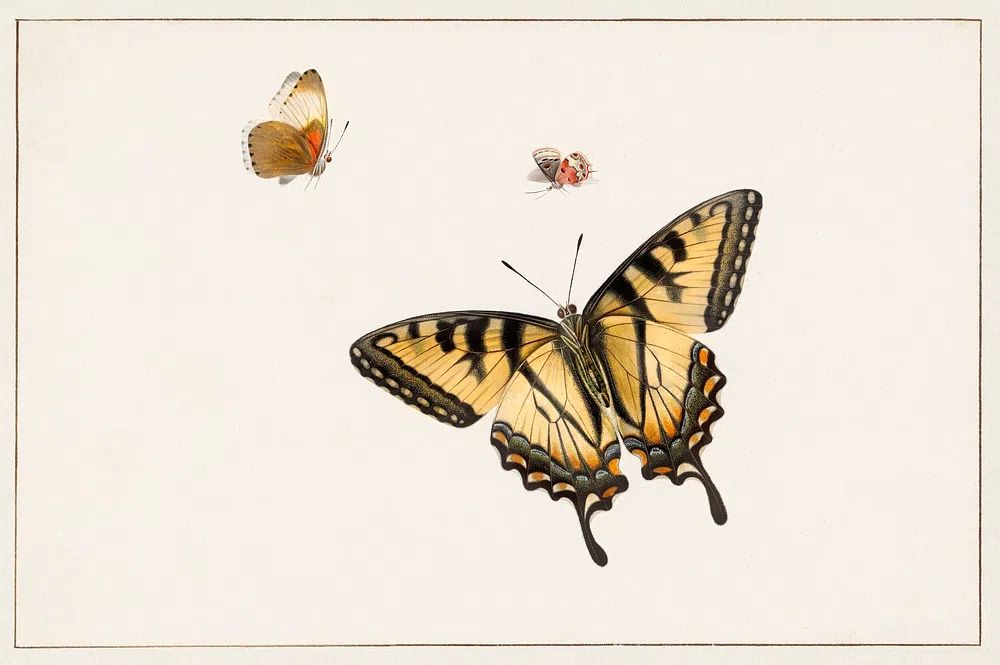Three Butterflies Herman Henstenburgh (c.1683-c.1726). poster detail