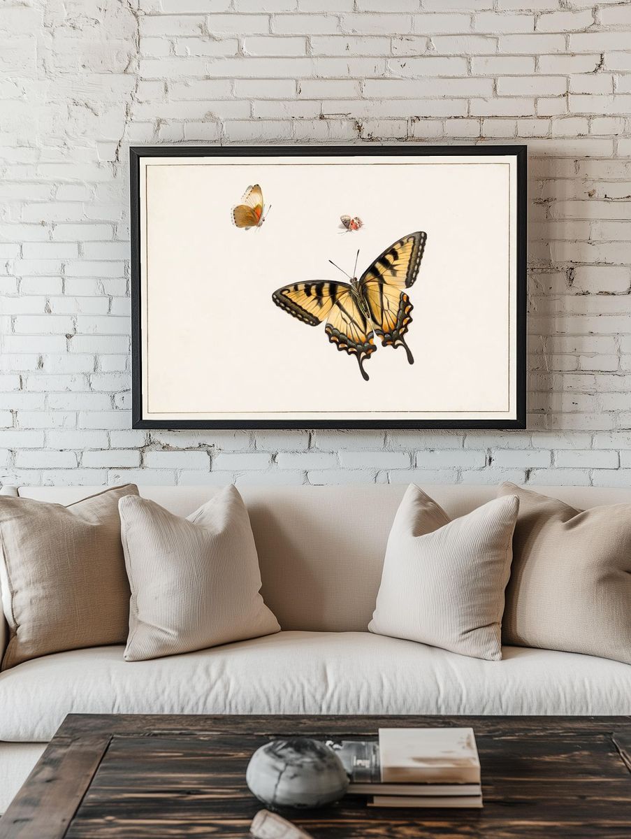 Three Butterflies Herman Henstenburgh (c.1683-c.1726). — room view 1