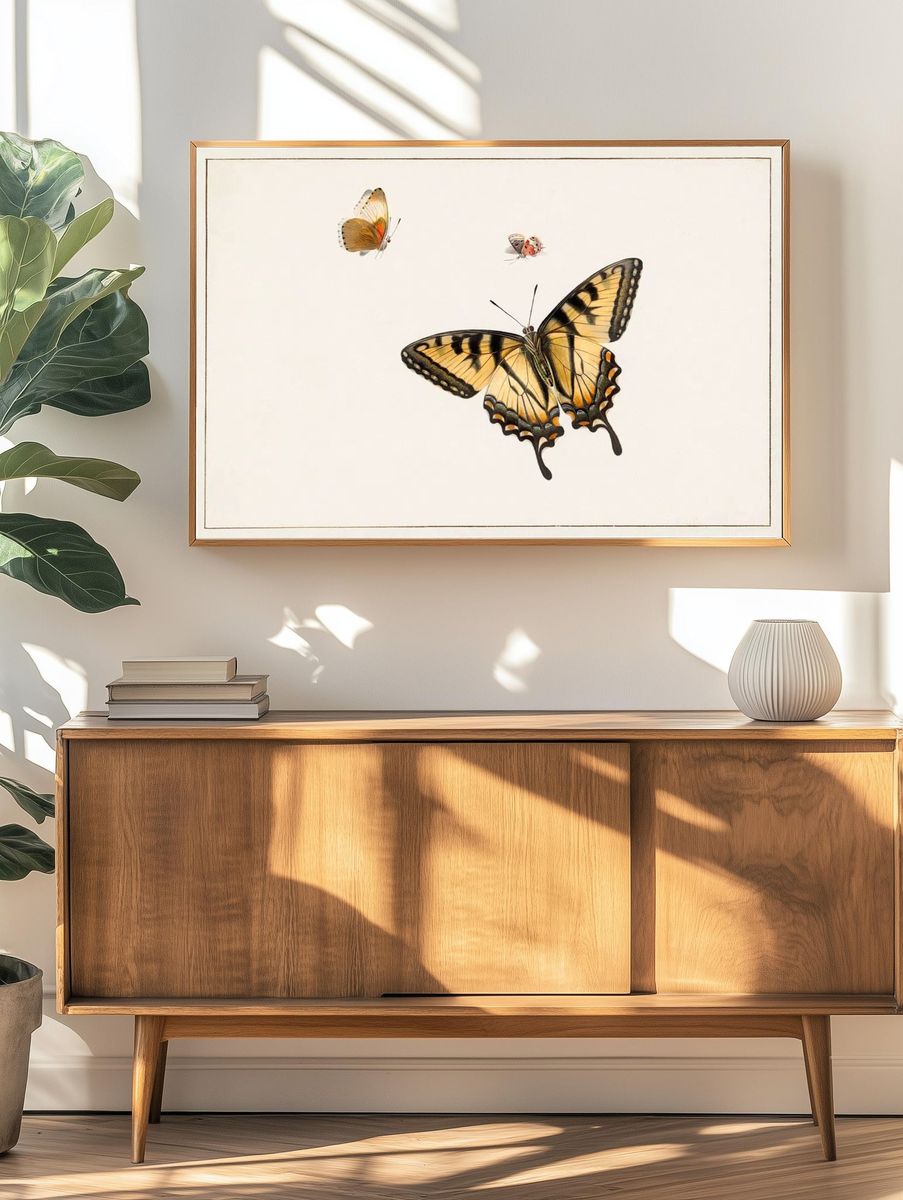 Three Butterflies Herman Henstenburgh (c.1683-c.1726). — room view 3