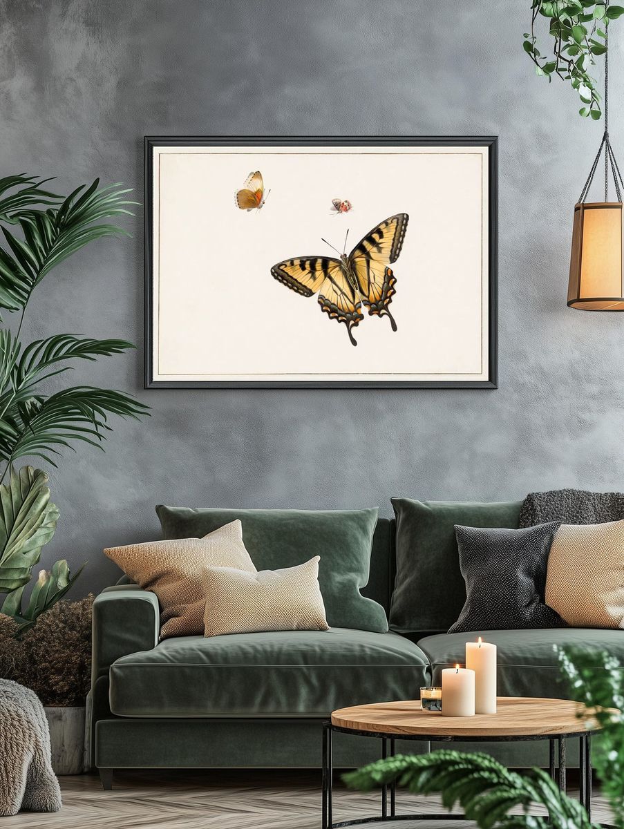 Three Butterflies Herman Henstenburgh (c.1683-c.1726). — room view 4