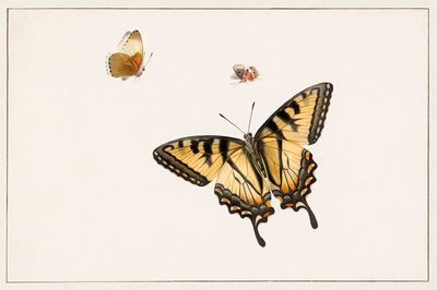 Three Butterflies Herman Henstenburgh (c.1683-c.1726).