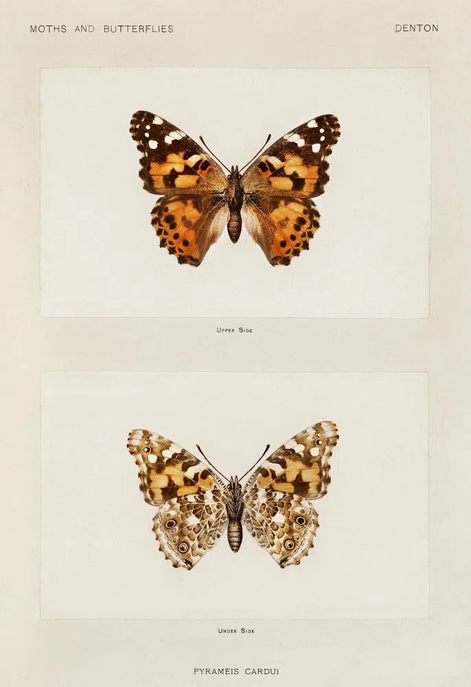 Painted Lady (Pyrameis Cardui). Digitally. poster — botanical art