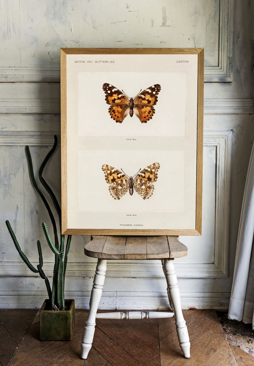 Painted Lady (Pyrameis Cardui). Digitally. — room view 1