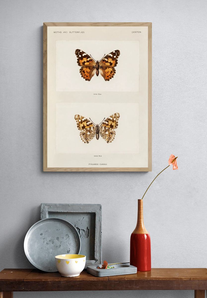 Painted Lady (Pyrameis Cardui). Digitally. — room view 3