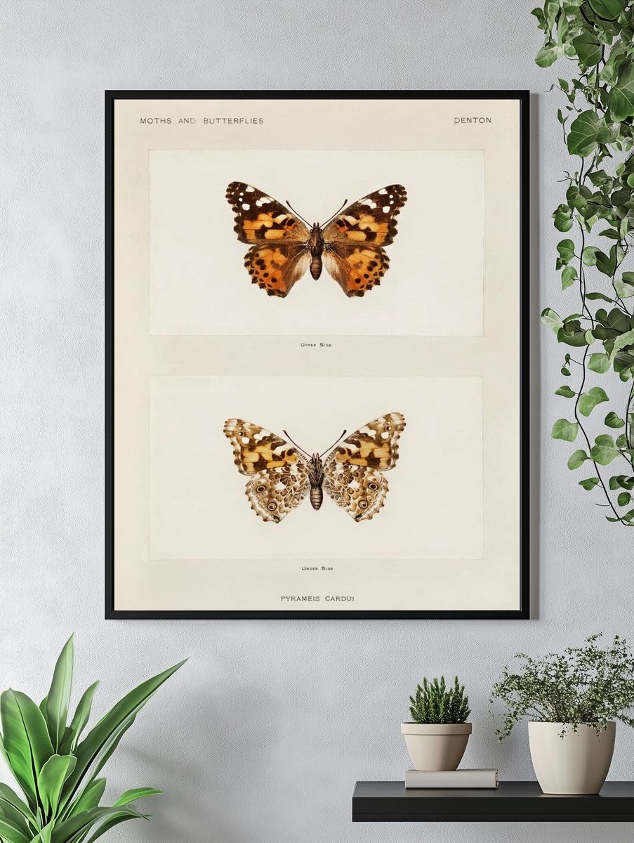 Painted Lady (Pyrameis Cardui). Digitally. — room view 4