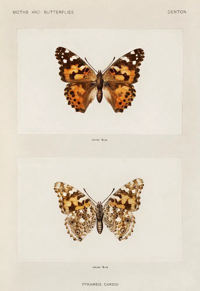 Painted Lady (Pyrameis Cardui). Digitally.