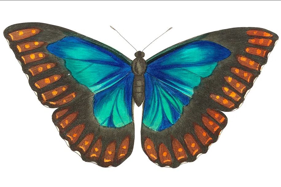 Morpho telemachus Papilio perseus illustration. poster — botanical art