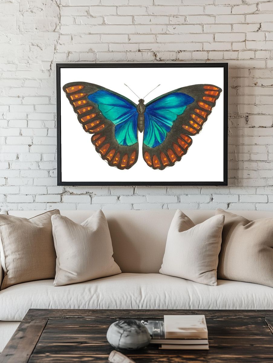Morpho telemachus Papilio perseus illustration. room preview