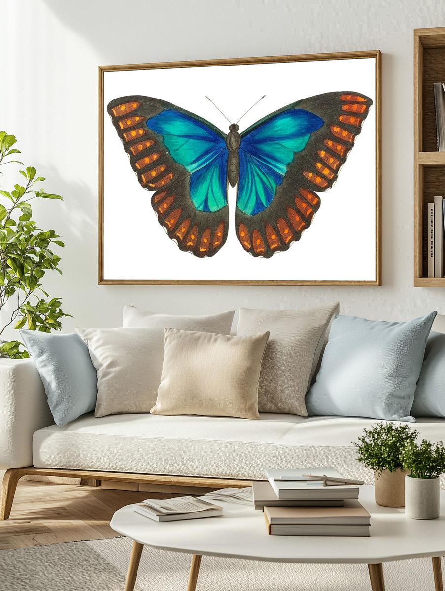 Morpho telemachus Papilio perseus illustration. — room view 2