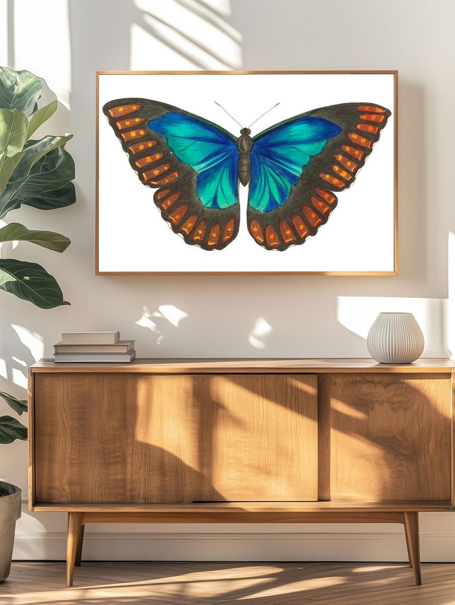 Morpho telemachus Papilio perseus illustration. — room view 3