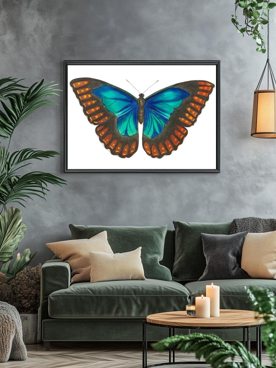 Morpho telemachus Papilio perseus illustration. — room view 4
