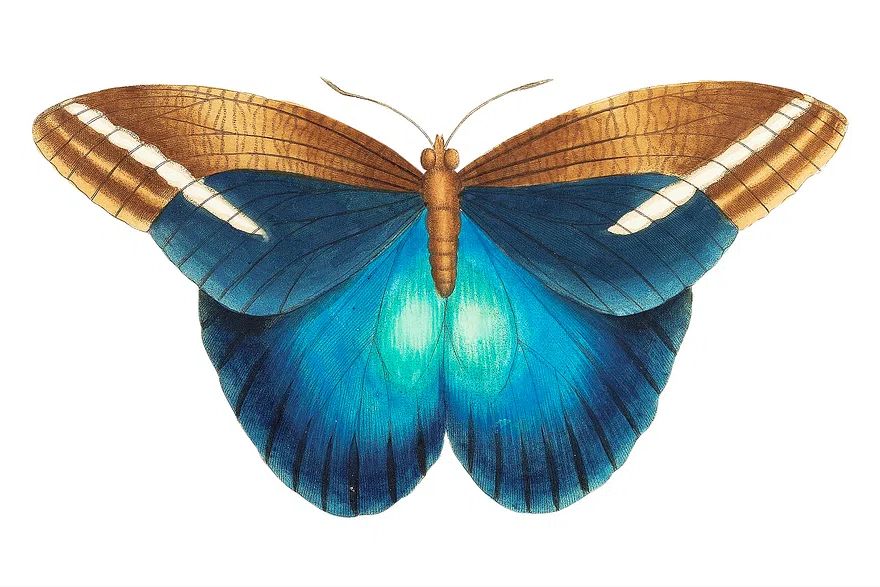 Idomeneus Great occidental butterfly illustration. poster — botanical art