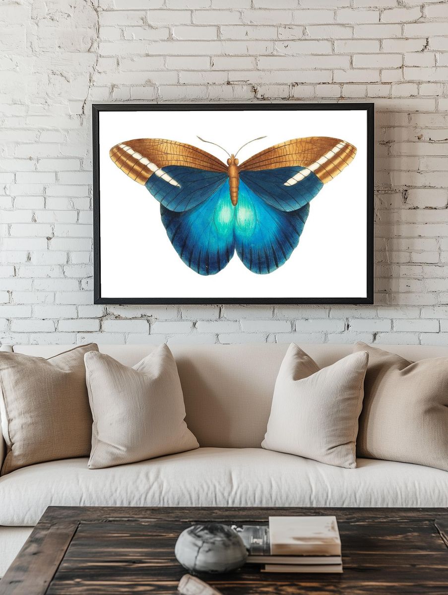 Idomeneus Great occidental butterfly illustration. room preview