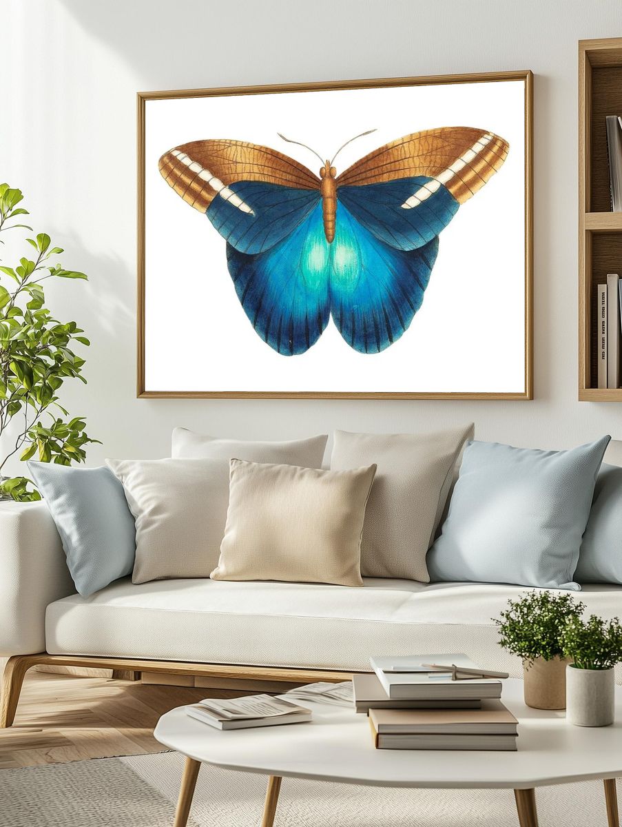 Idomeneus Great occidental butterfly illustration. — room view 2