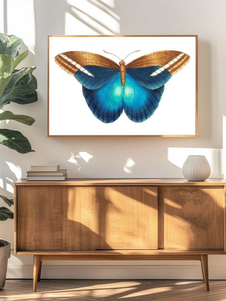 Idomeneus Great occidental butterfly illustration. — room view 3