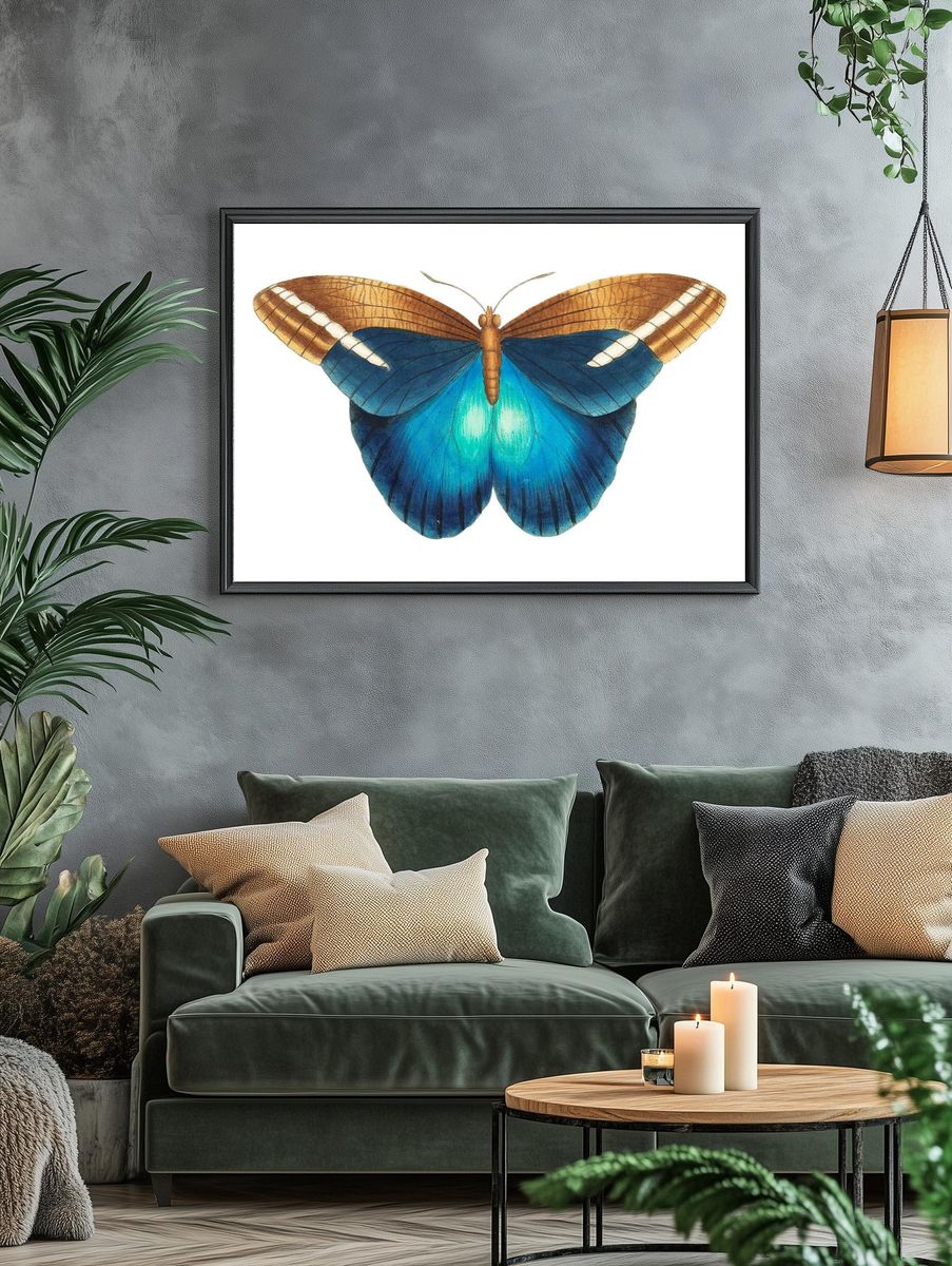 Idomeneus Great occidental butterfly illustration. — room view 4