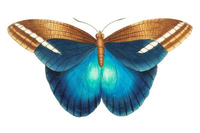 Idomeneus Great occidental butterfly illustration.