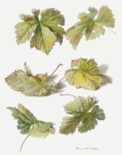 Botanical Leaves — Vintage Print. poster