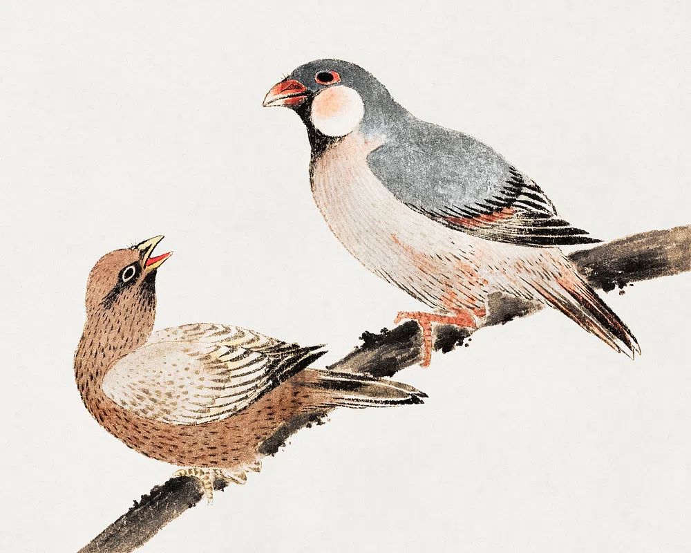 Birds on a Branch — Vintage Print. poster — vintage art