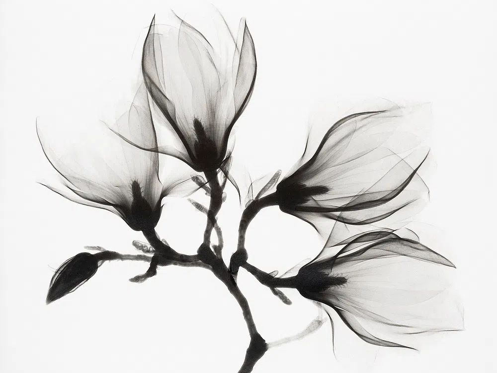 Black and White Floral Art Poster. poster — botanical art