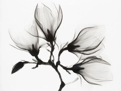 Black and White Floral Art Poster. poster print