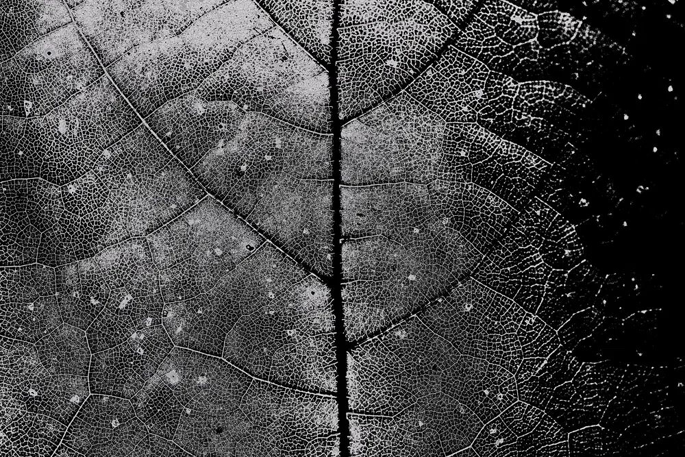 Black and White Leaf Texture Poster. poster — nature art