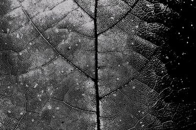 Black and White Leaf Texture Poster. poster
