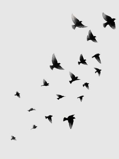 Flock of Birds — Black-White Print. poster
