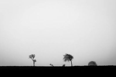 Silhouetted Trees — Black-White Print. poster print