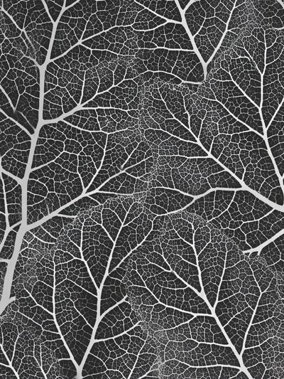 Black and White Leaf Pattern Poster. poster