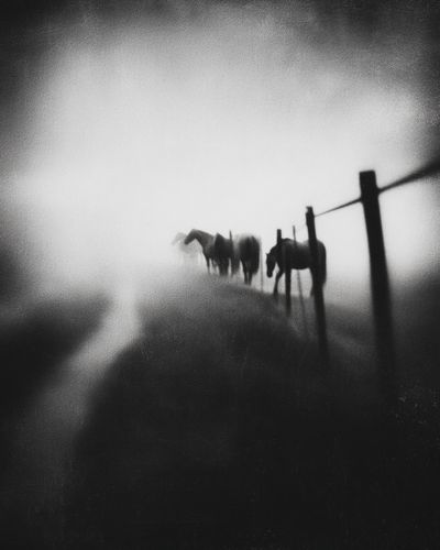 Horses in Fog — Black and White Photography Print. poster print