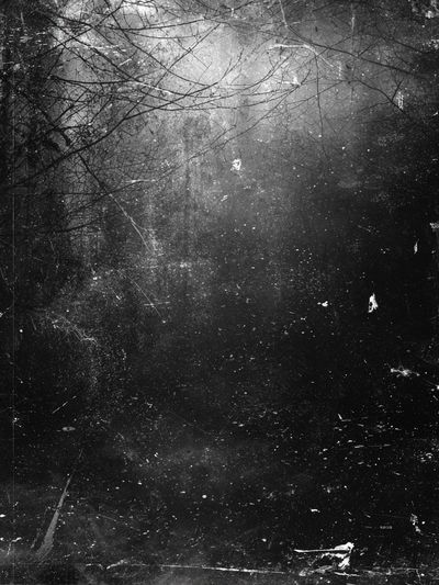 Misty Forest — Black-White Print. poster print