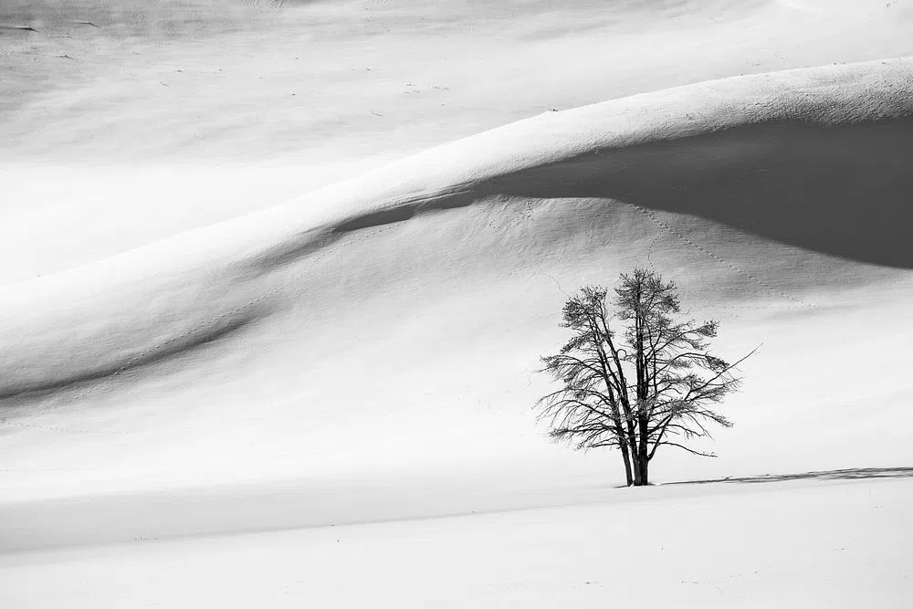 Lonely Tree in Snow — Black-White Print. poster detail