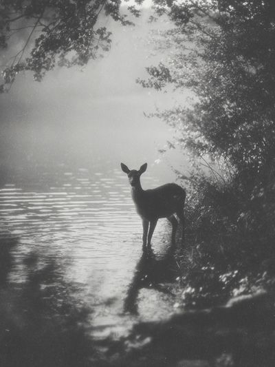Deer by the Water — Black and White Photography Print. poster print