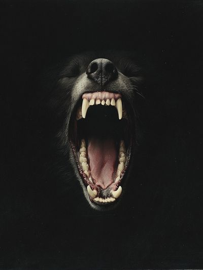 Howling Black Bear Portrait Print. poster print