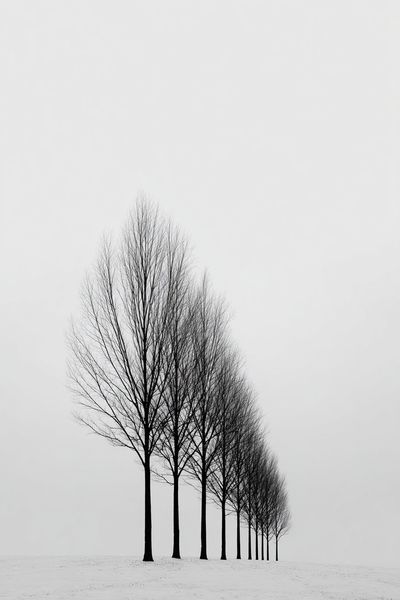 Bare Trees in Winter — Black-White Print. poster