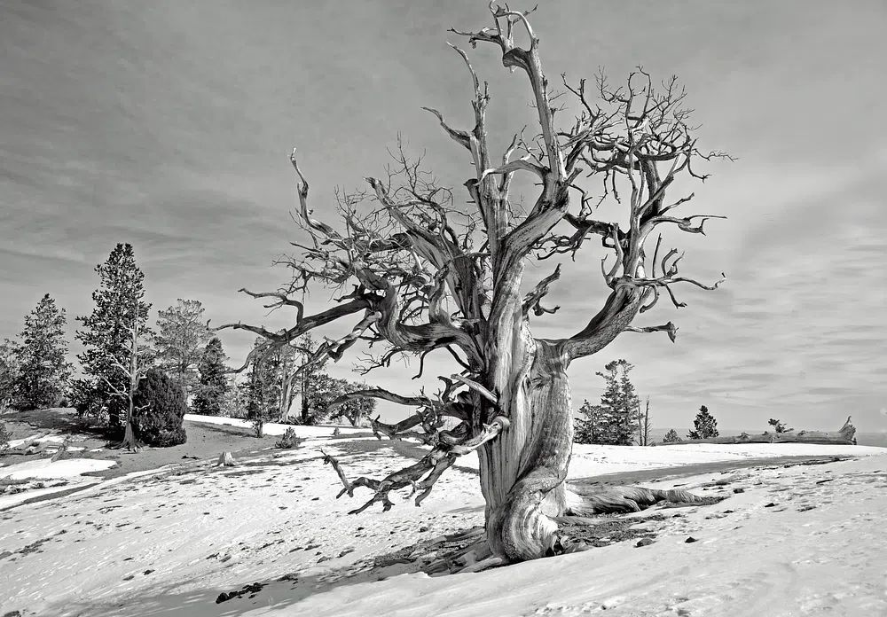Barren Tree in Snow — Black-White Print. poster — photography art