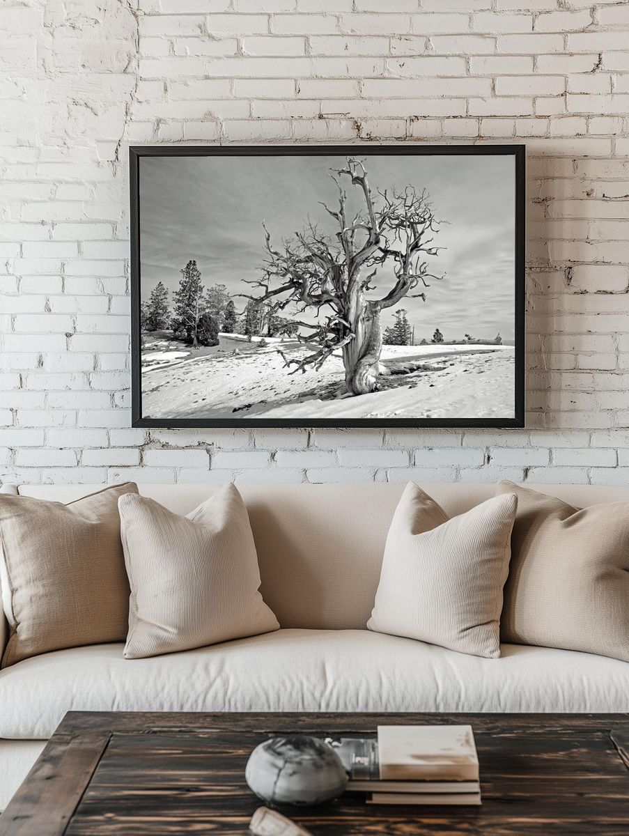 Barren Tree in Snow — Black-White Print. — room view 1