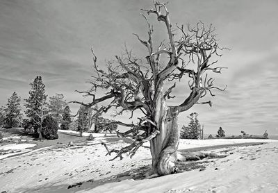 Barren Tree in Snow — Black-White Print. poster